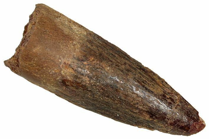 Fossil Spinosaurus Tooth - Real Dinosaur Tooth #353070